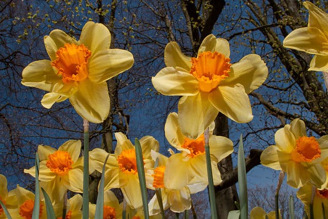 Sander van der Wel via Wikimedia Commons