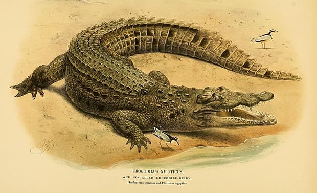 Featured image for Florida’s Failed ‘Alligator Alcatraz’ Inspires Israeli Crocodile Clink