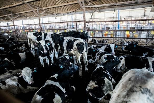 Young male calves raised for meat.