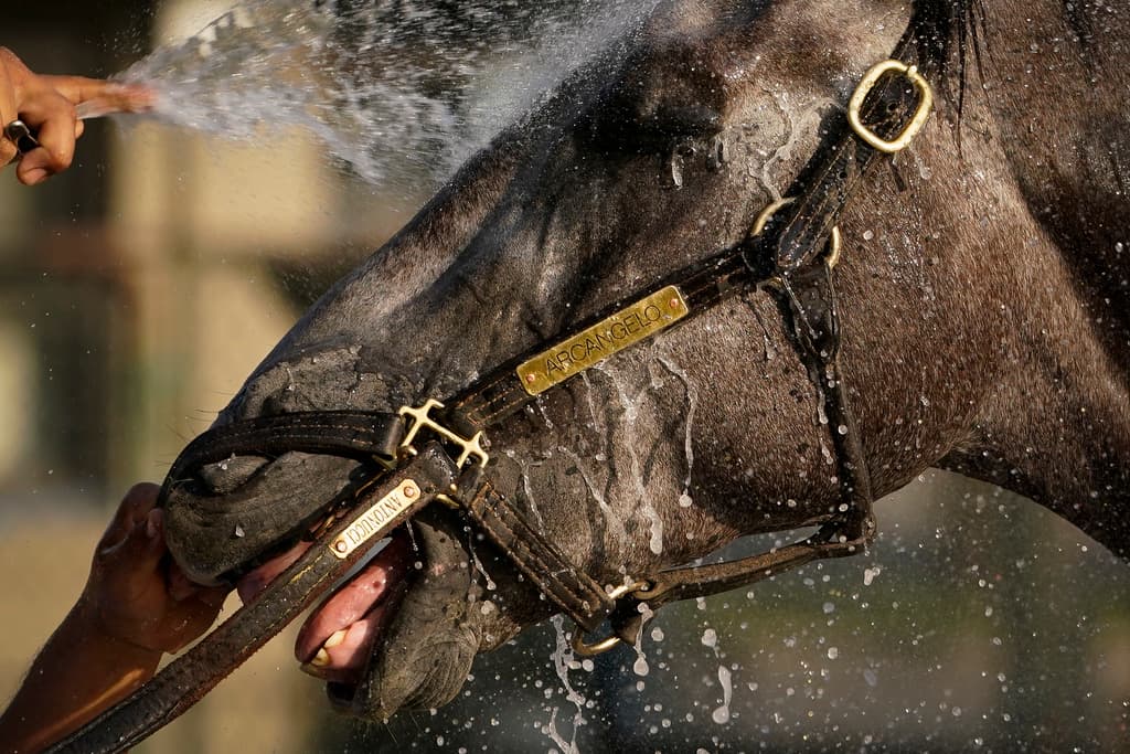 The Belmont As With Politics, Horse Handicapping Easier as