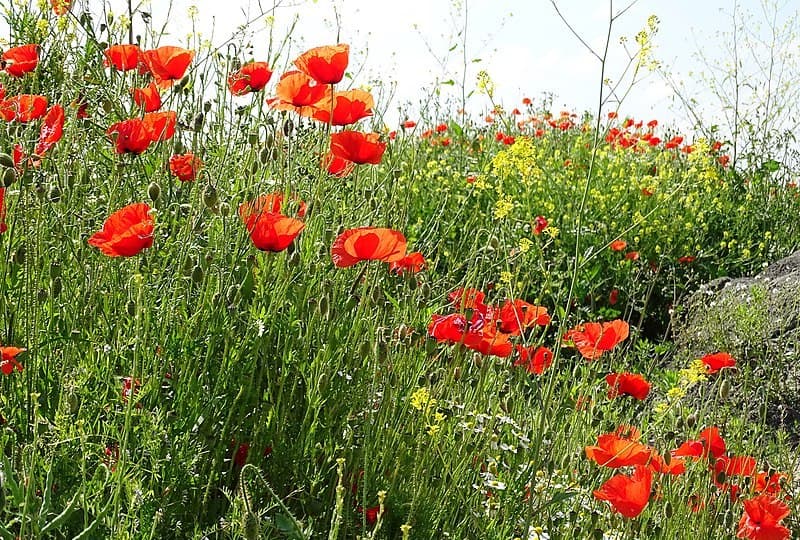 Ad Meskens via Wikimedia Commons CC4.0