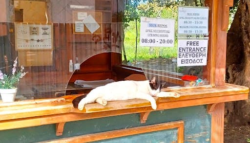 A Greek alley cat wrestles with moral issues on the island of Corfu. 
