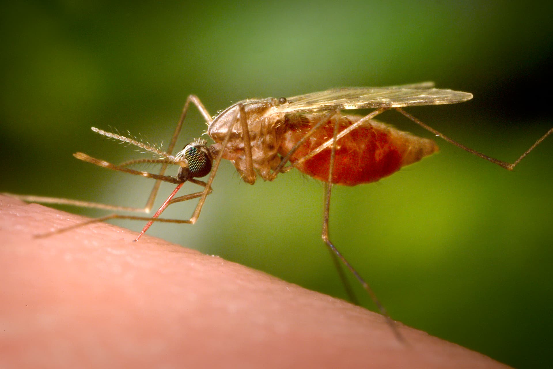 A feeding female Anopheles funestus mosquito.