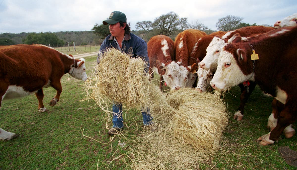 Joe Raedle/Newsmakers via Getty Images