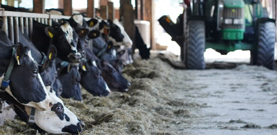 Dairy cows at a 380-acre farm at Holland, Vermont. 