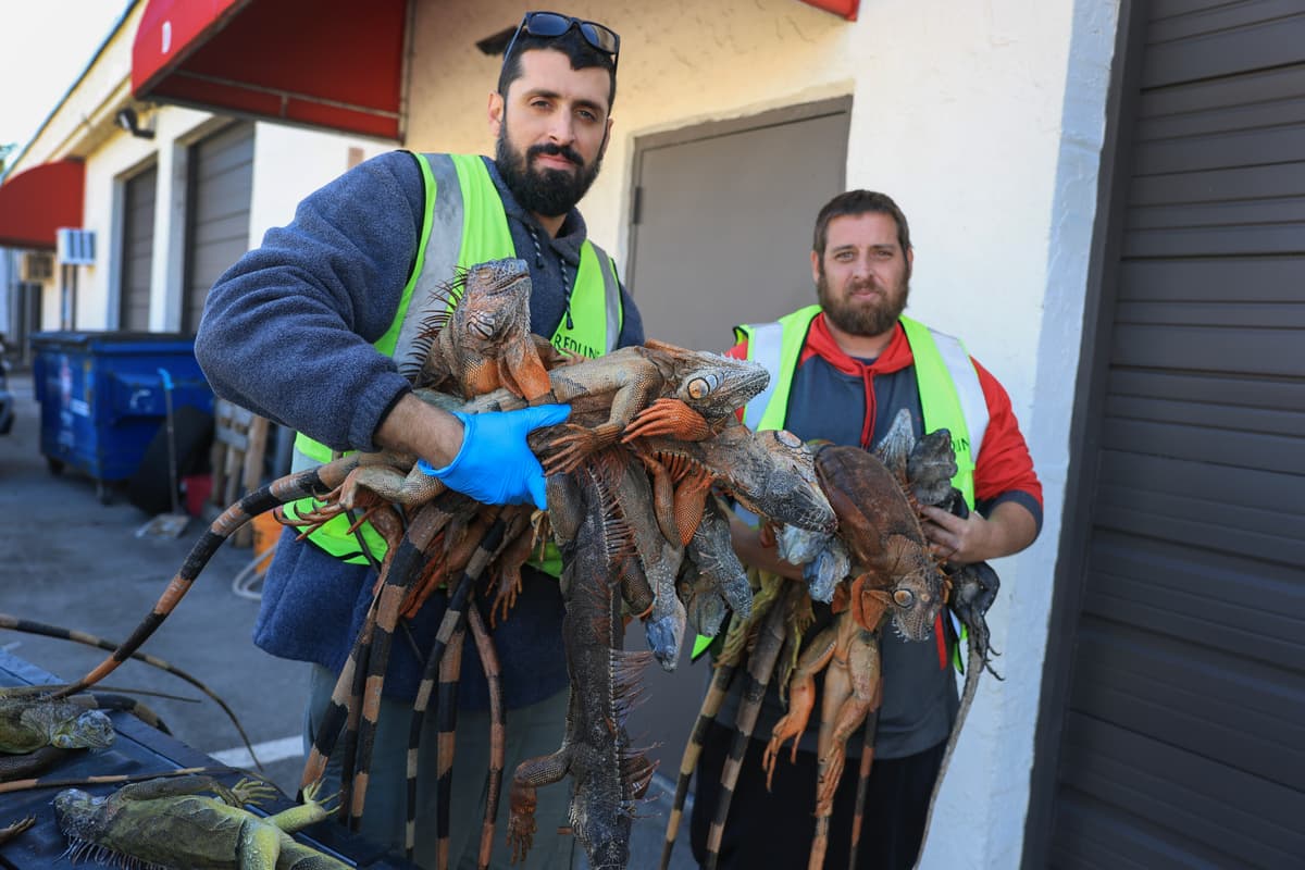 Iguana trappers unload cold-stunned and dead green iguanas from the back of a pickup truck at Hollywood, Florida, on February 2, 2026.