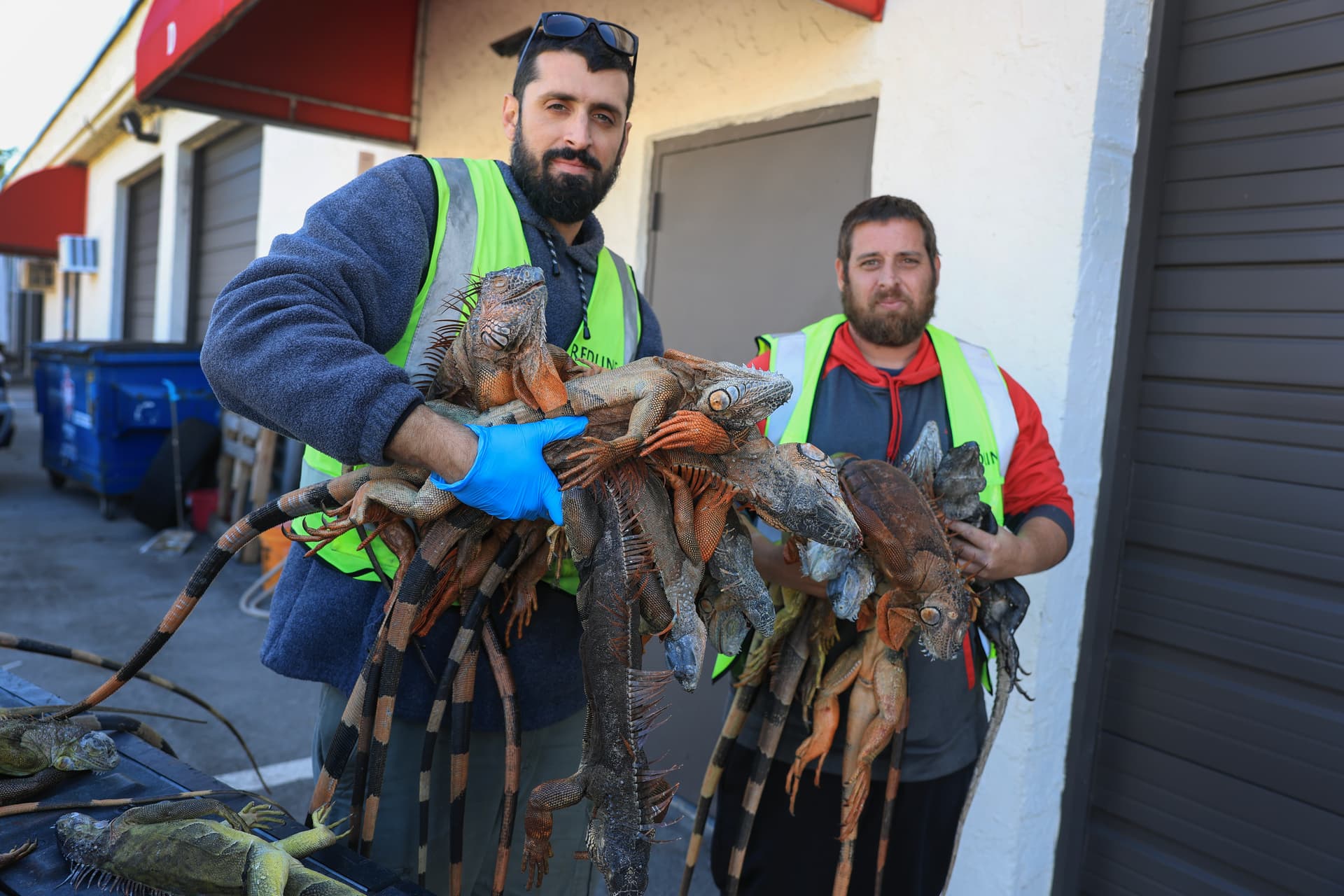 Iguana trappers unload cold-stunned and dead green iguanas from the back of a pickup truck at Hollywood, Florida, on February 2, 2026.