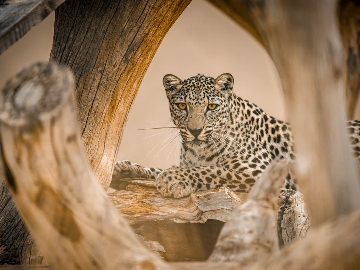 The National Zoo at Washington D.C. released this image to mark the Day of the Arabian Leopard on February 26, 2026.