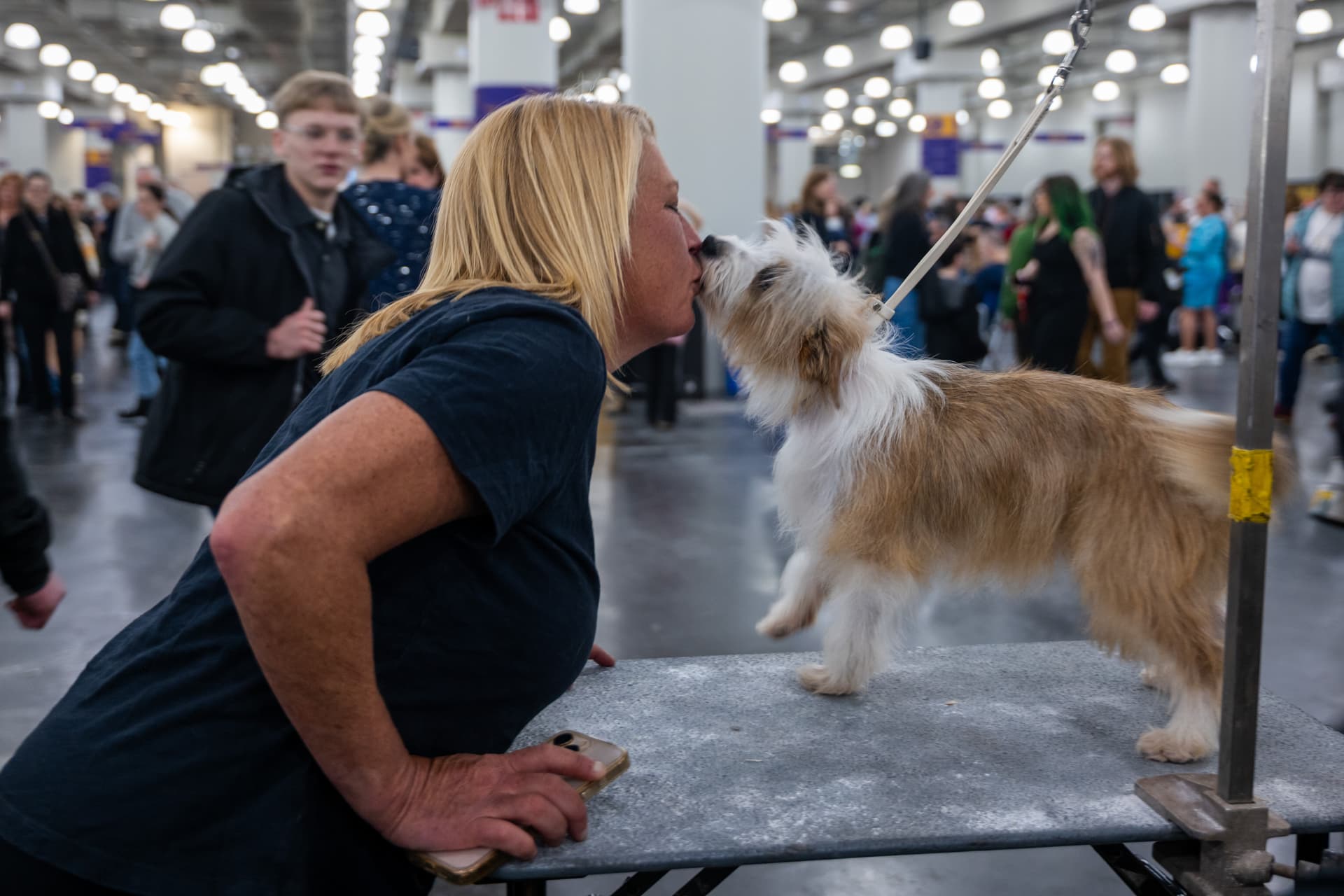 Fig, a Portuguese Podengo, kisses a groomer during the Westminster Kennel Club Dog Show at New York City on February 2, 2026.