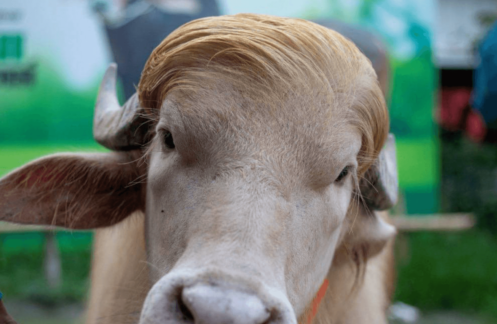 A Bangladeshi buffalo named Donald Trump. 