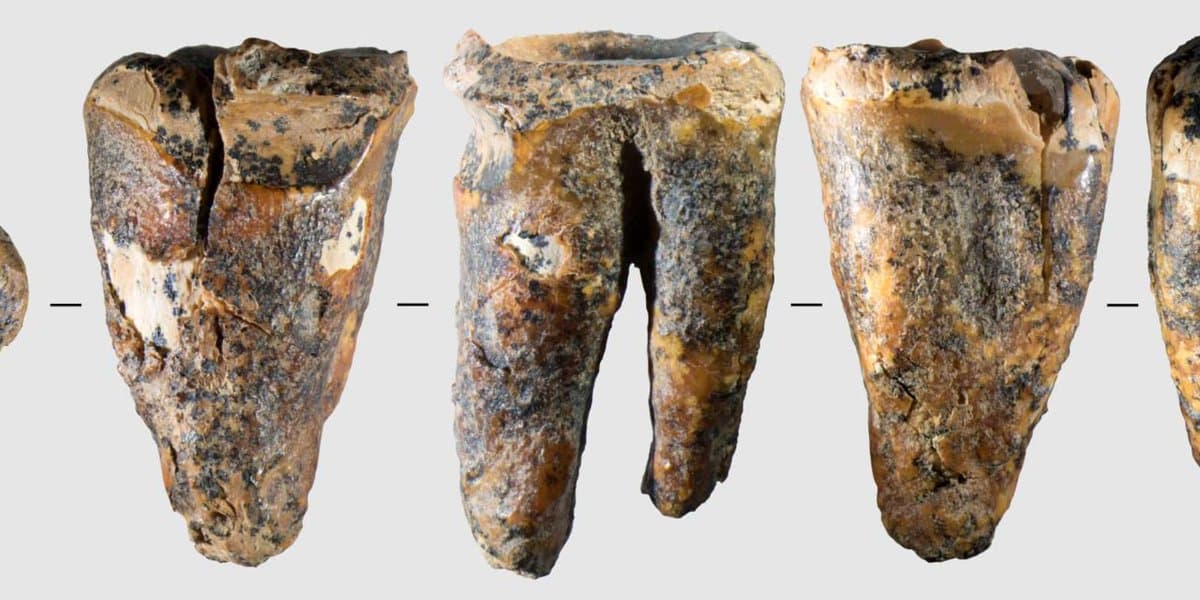 This image, first published by the scientific journal PLOS One, shows multiple views of a 59,000-year-old Neanderthal molar bearing evidence of dentistry work.