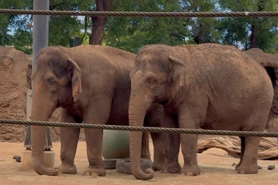 Asian elephants Mari and Vaigai, both captured in the wild, have lived for decades in a 1.5-acre enclosure at the Honolulu Zoo.
