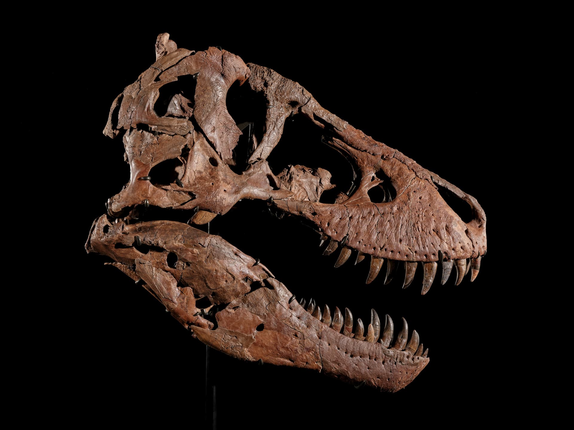 'Gus,' a Tyrannosaurus rex fossil, late Cretaceous Period.