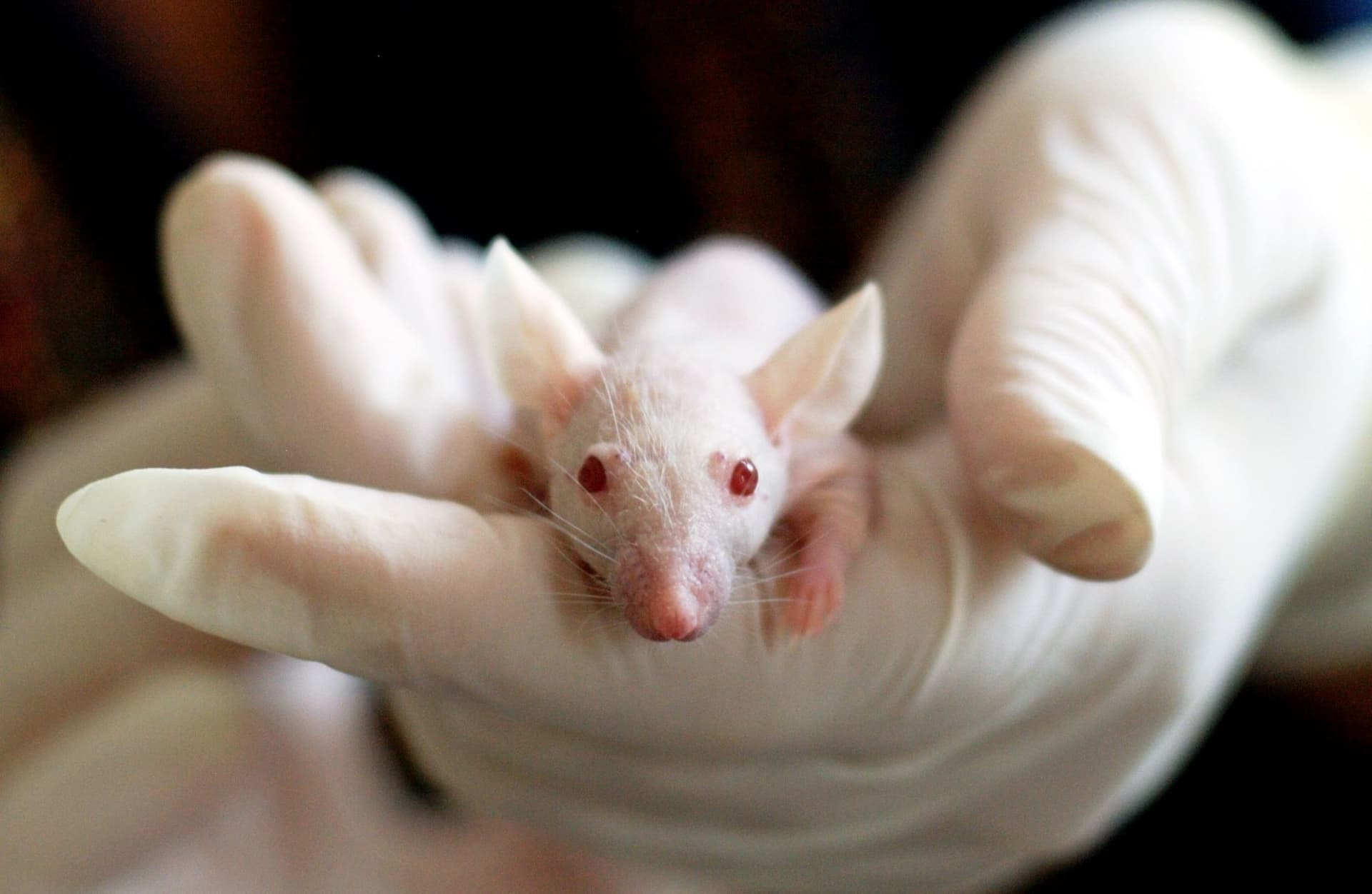 Researchers at Sun Yat-sen University at Guangzhou, Guangdong, in China studied multiple mouse models exposed to different types of psychological stress to discover impacts on aging.