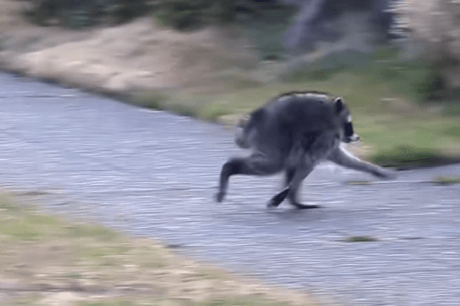 ‘Jimothy,’ a raccoon believed to suffer from a congenital disorder, is seen in a frame from a viral video posted by a resident of Seattle’s Ballard neighborhood on July 15, 2026.