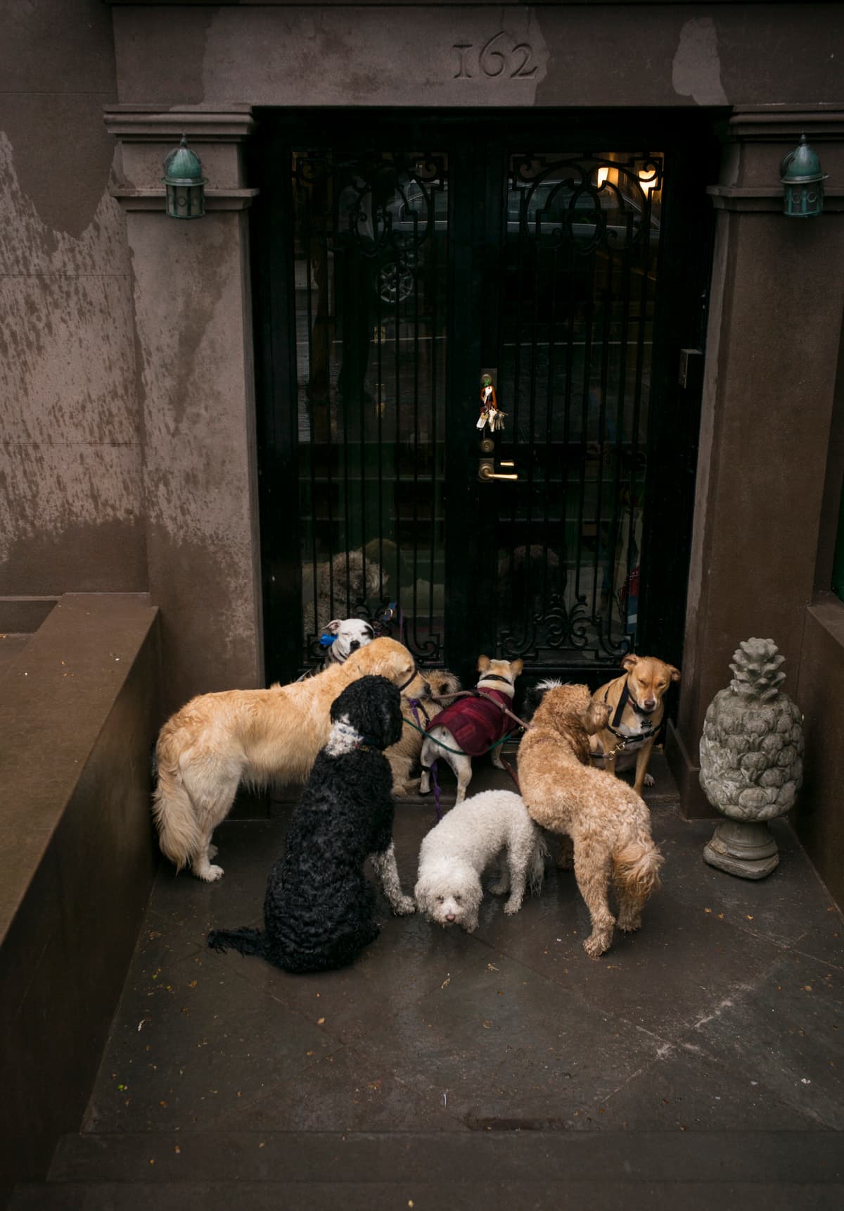 A group of dogs as they wait for their walker outside a door in Brooklyn, New York.