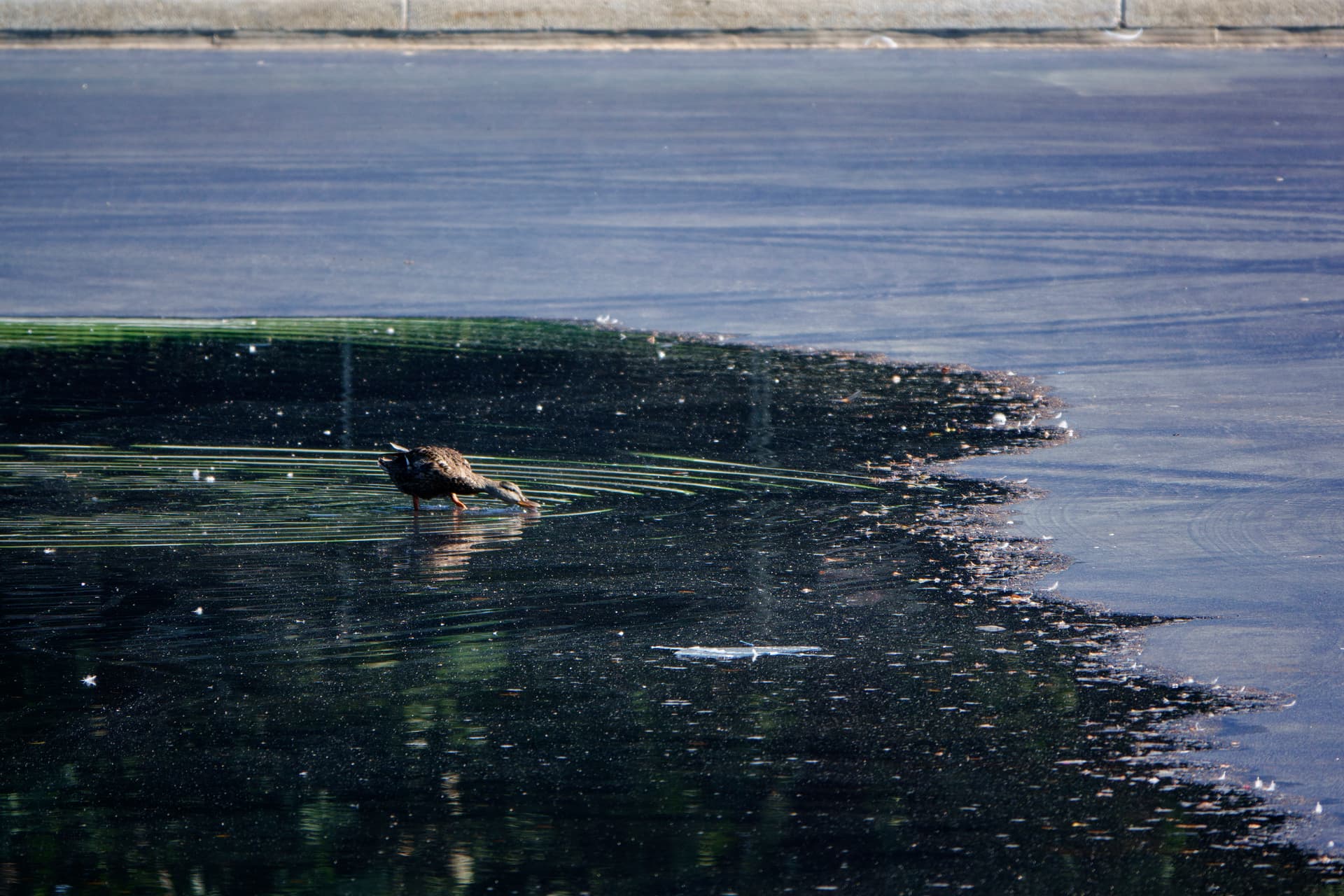 A duck wades in the partially drained Lincoln Memorial Reflecting Pool at Washington, D.C., on August 6, 2026.
