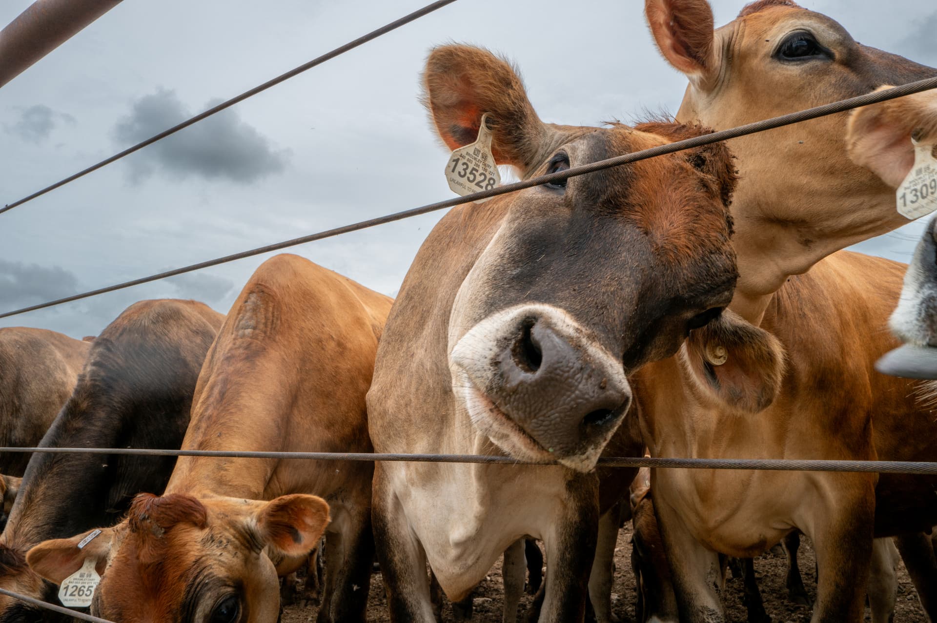 Cattle are herded in a stable at Hamilton, Texas, on June 5, 2026. 