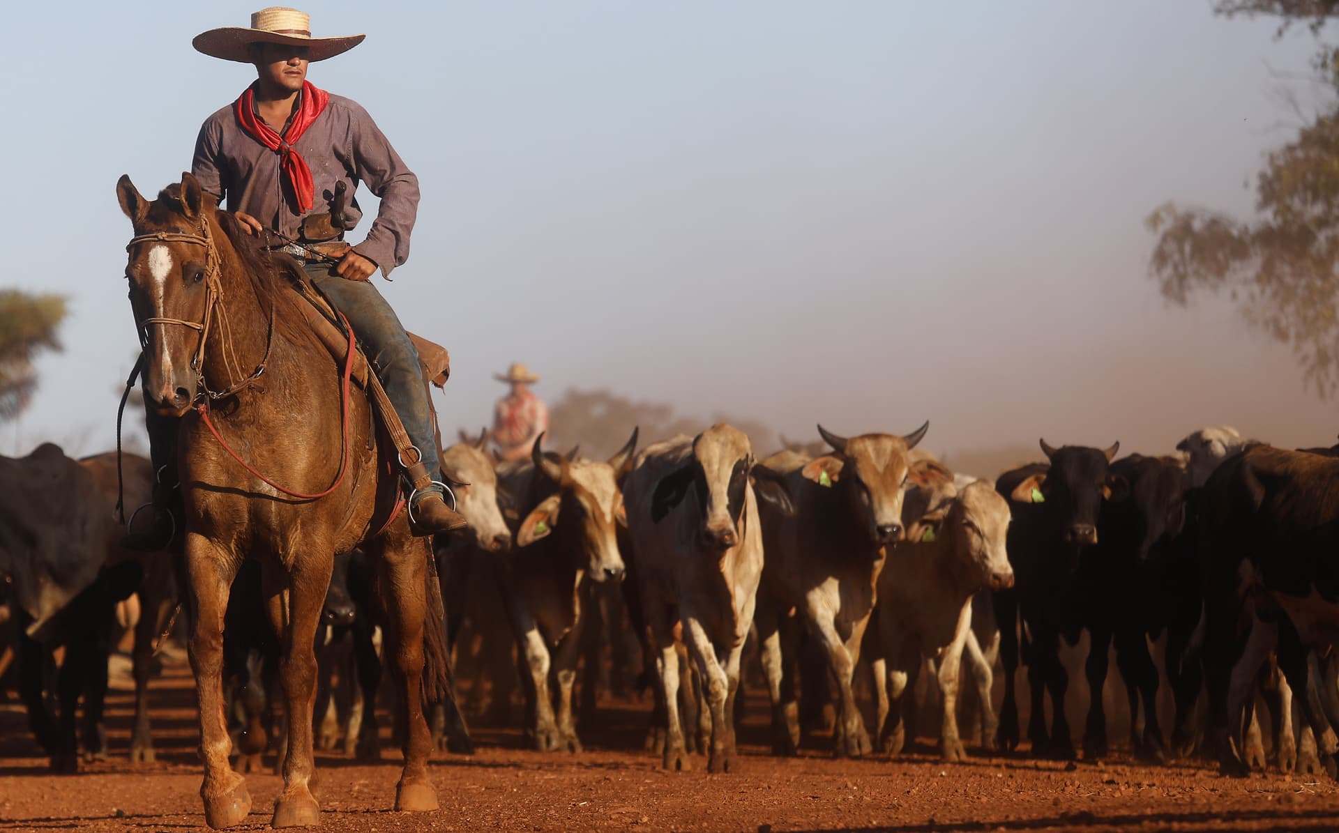 Cowboys herd bulls at a cattle feed lot near Chupinguaia, Rondonia state, Brazil, on June 28, 2017.