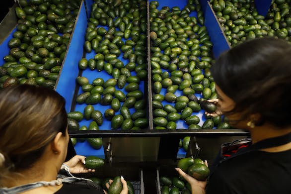 Avocados at a packing plant at Uruapan, Mexico, February 16, 2022. AP/Armando Solis