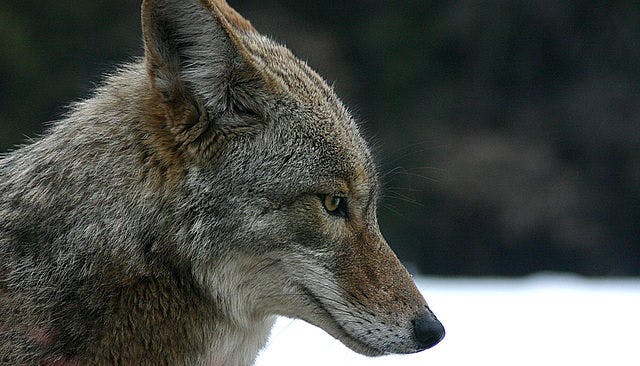 A coyote at Yosemite National Park. Wikimedia Commons
