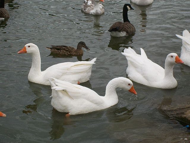 Ducks and Geese, the sources of foie gras. Wikimedia Commons