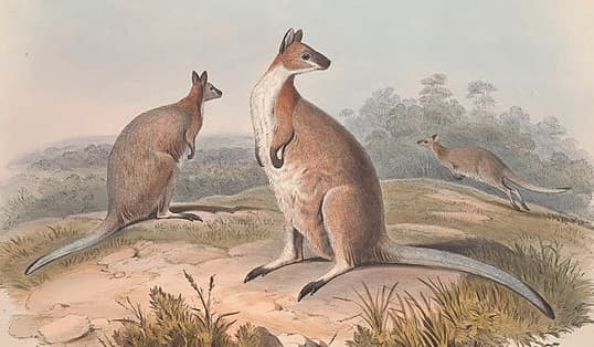 Via Wikimedia Commons