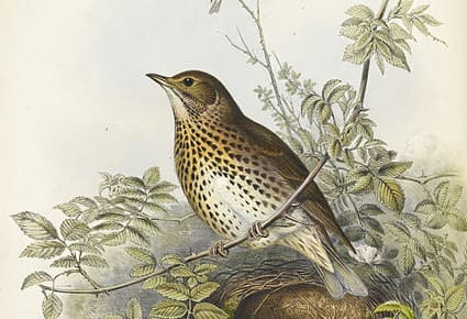 Via Wikimedia Commons