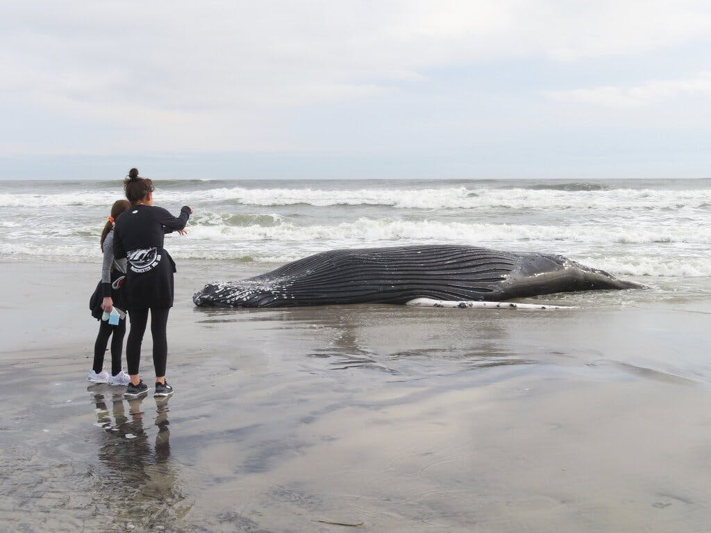 The body of a humpack whale lies on a beach at Brigantine, New Jersey, after it washed ashore on January 13. It was the seventh dead whale to wash ashore in New Jersey and New York in a little more than a month.