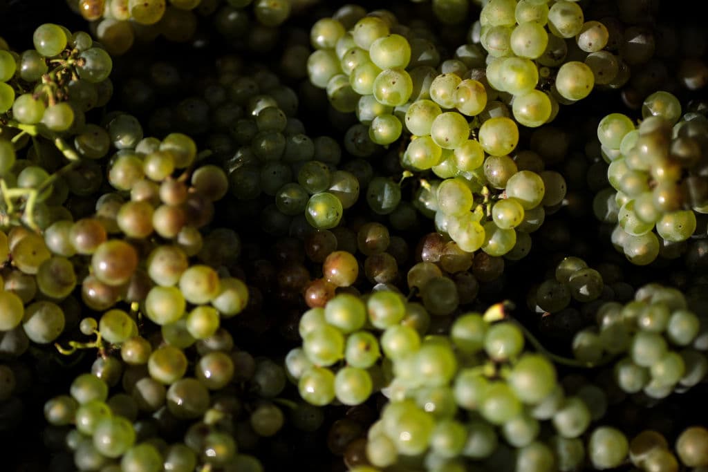 Jack Taylor/Getty Images Chardonnay grapes sit in crates during the harvest on October 3, 2018 at Hambledon, United Kingdom.