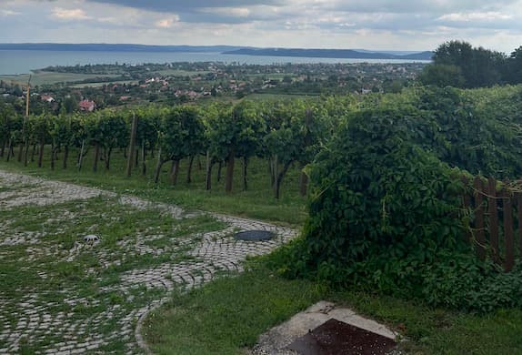 Clara Dalzell/The New York Sun A vineyard near Lake Balaton.