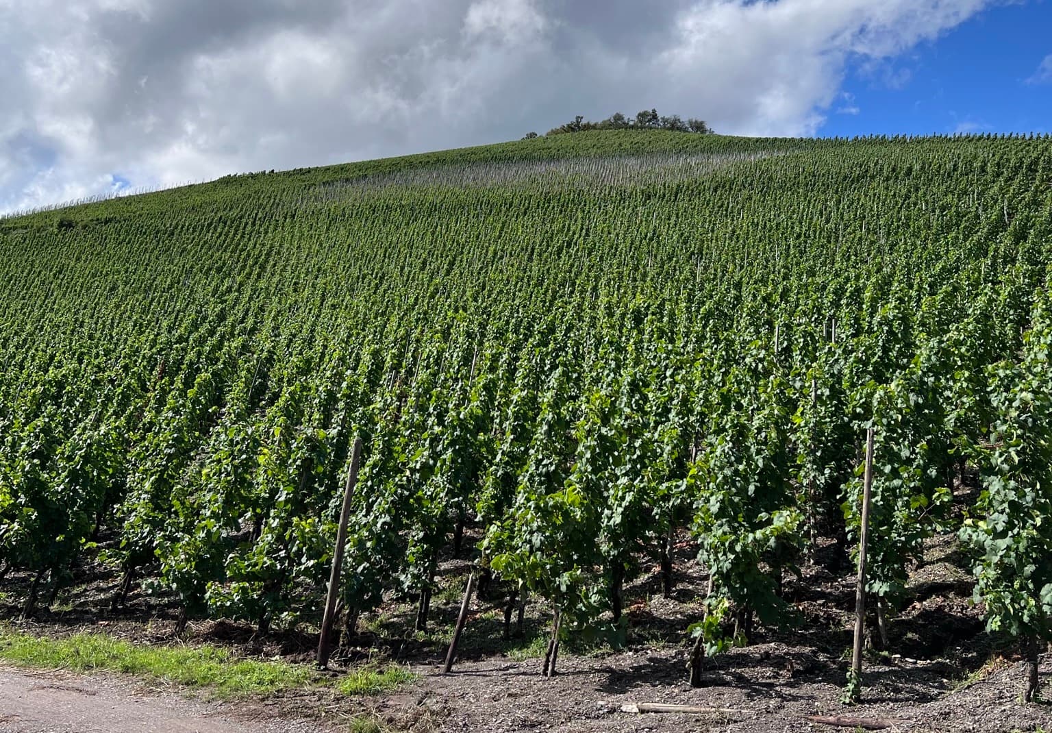 Clara Dalzell/The New York Sun Vineyards tend to co-opt 'green' language like the word 'natural' to describe their decidedly un-natural interventions.