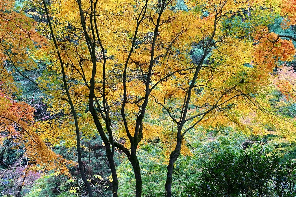 Via Wikimedia Commons