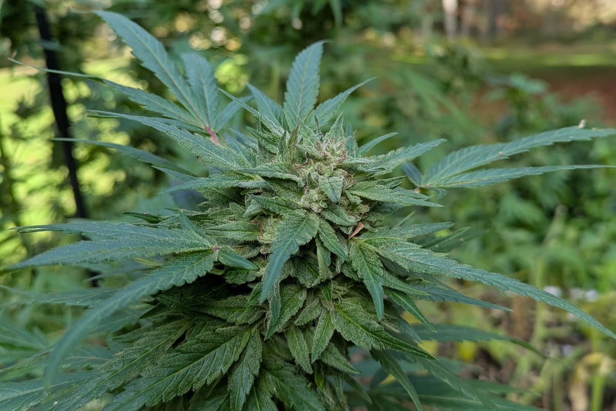 Scott Norvell/The New York Sun