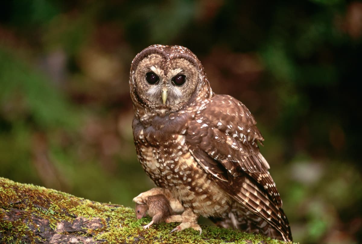 Getty Images A spotted owl, subject of contention over an Oregon logging project.