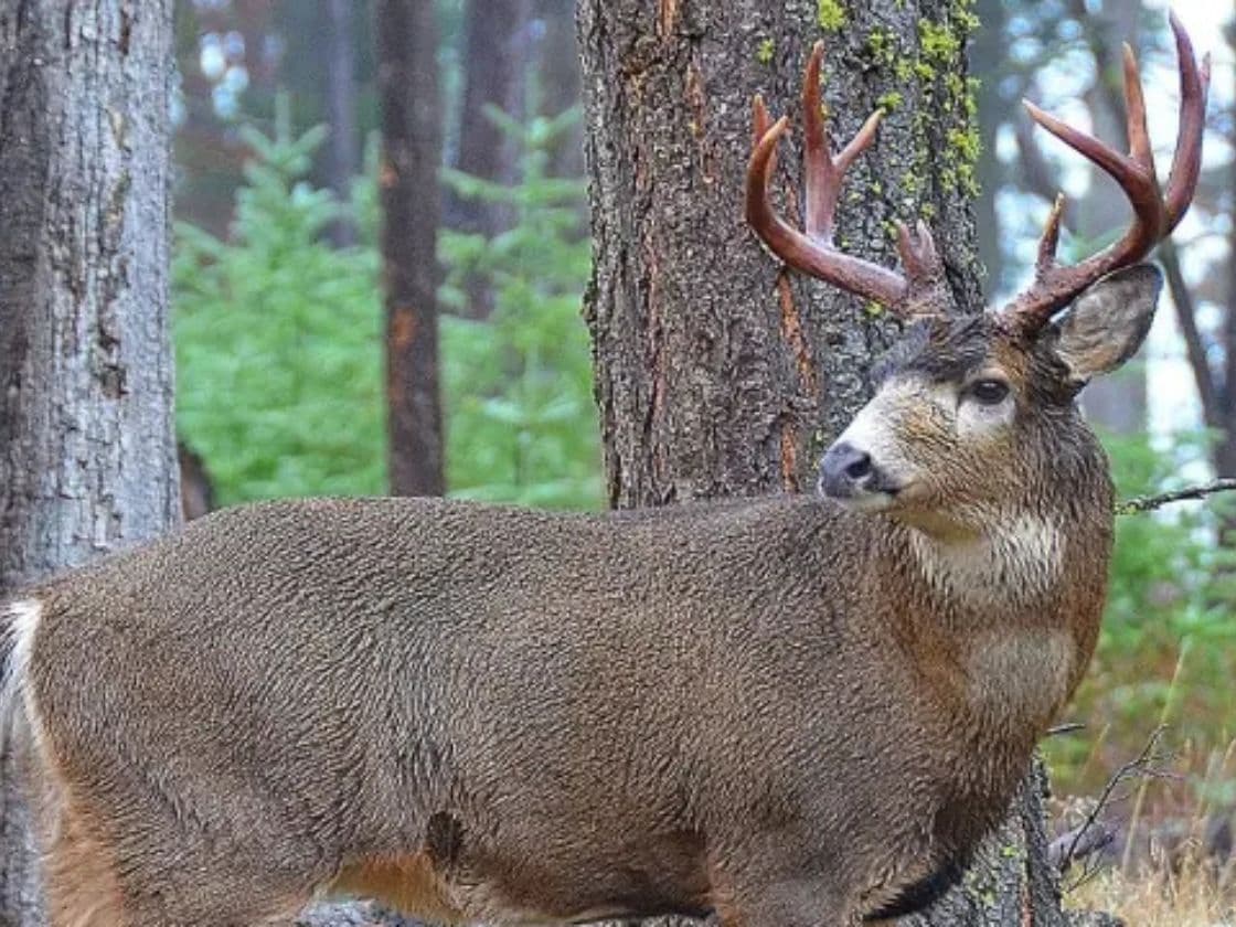 Photo via Oregon Department of Fish and Wildlife The Oregon Department of Fish and Wildlife manages controlled hunting seasons to keep a check on growing populations of animals like this blacktail deer.