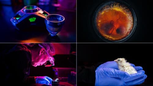Credit: Colossal Biosciences From top left: Colossal Artificial Egg Device; a healthy embryo; a hatched chick from the device; the first chick close up.