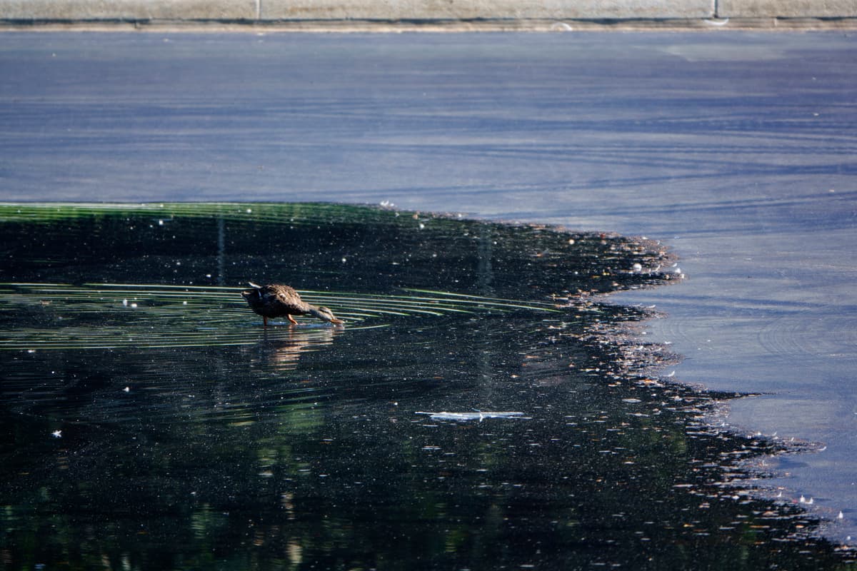 Kevin Carter/Getty Images A duck wades in the partially drained Lincoln Memorial Reflecting Pool at Washington, D.C., on August 6, 2026.