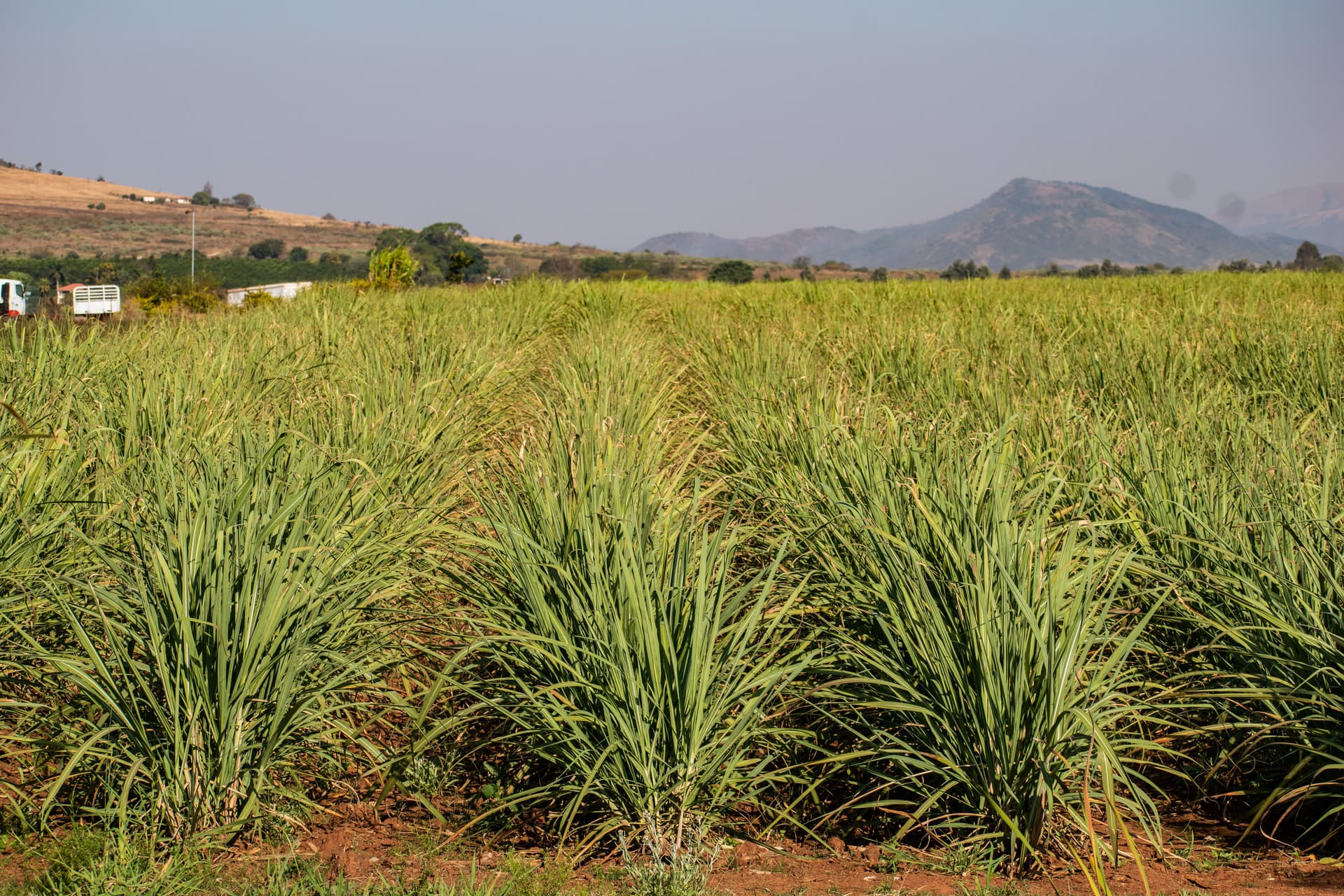 Khaya Motsa via Pexels Sugarcane fields under clear skies at Manzini, Eswatini, formerly known as Swaziland.