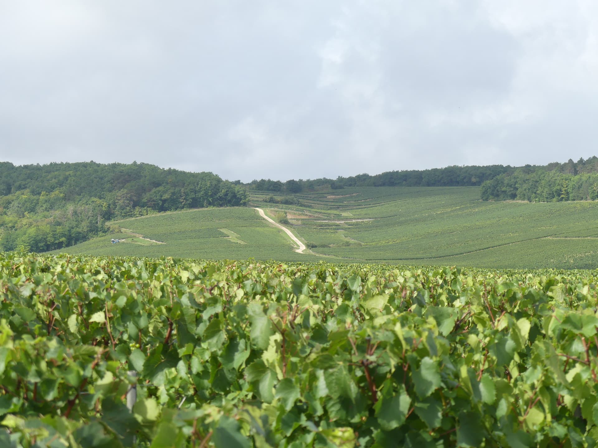 Patrick Piuze The vineyards at Chablis, Burgundy.