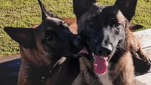 Lydia Nikac via X Professional dog trainer Lydia Nikac released this photo of her two dogs Bonnie and Clyde after they were shot and killed by a police officer in October 2024.